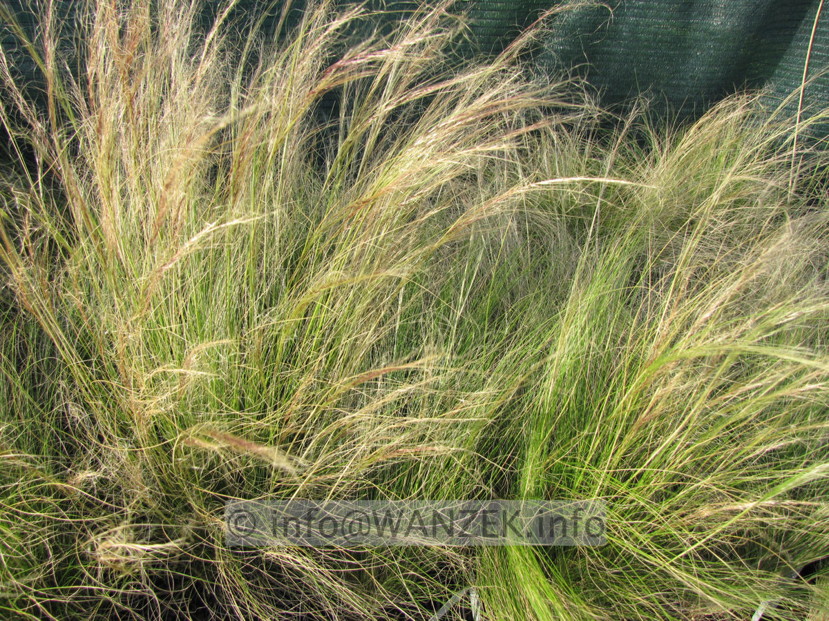 Stipa tenuissima (Nasella)-1.JPG